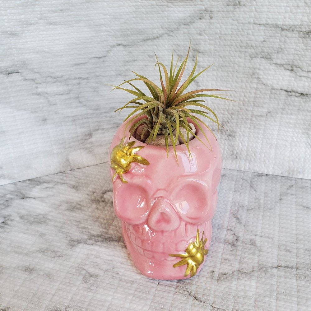 Skull with Air Plant, Ceramic Skull Planter, Pink Skull, Halloween, Day of Dead - Picture 2 of 5